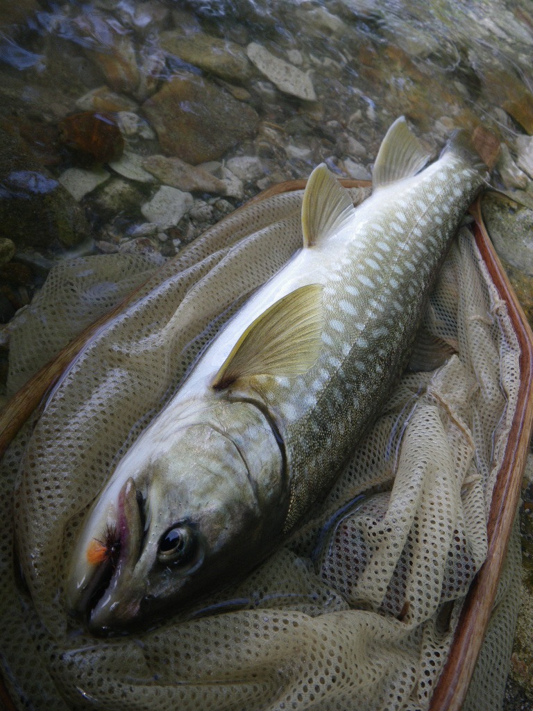 6月24日～6月27日　阿寒湖釣行　ウェーディング　瓜生様_e0202845_161336.jpg