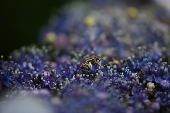 普門寺の紫陽花_b0182547_17485858.jpg