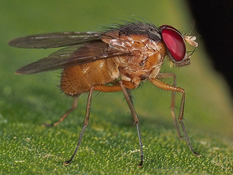 イエバエ科の1種 3673 小さき者たちの世界