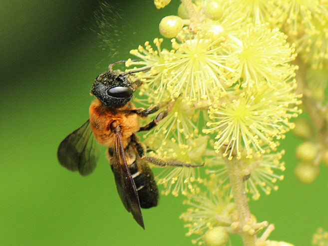 アカメガシワの花と昆虫たち_d0146854_014468.jpg