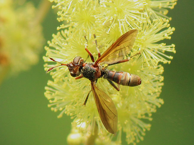 アカメガシワの花と昆虫たち_d0146854_041554.jpg