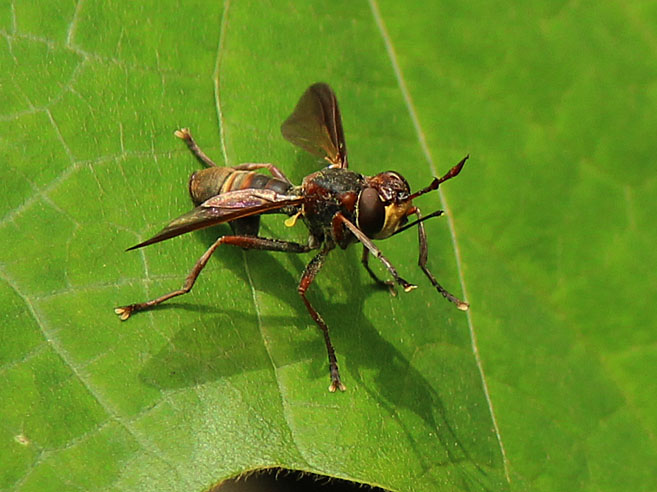 アカメガシワの花と昆虫たち_d0146854_051248.jpg