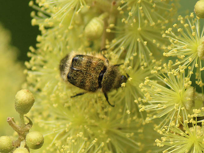 アカメガシワの花と昆虫たち_d0146854_07556.jpg