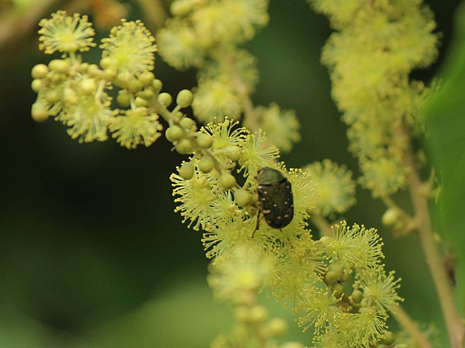 アカメガシワの花と昆虫たち_d0146854_082092.jpg