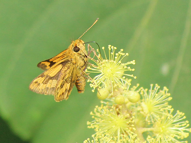 アカメガシワの花と昆虫たち_d0146854_084815.jpg