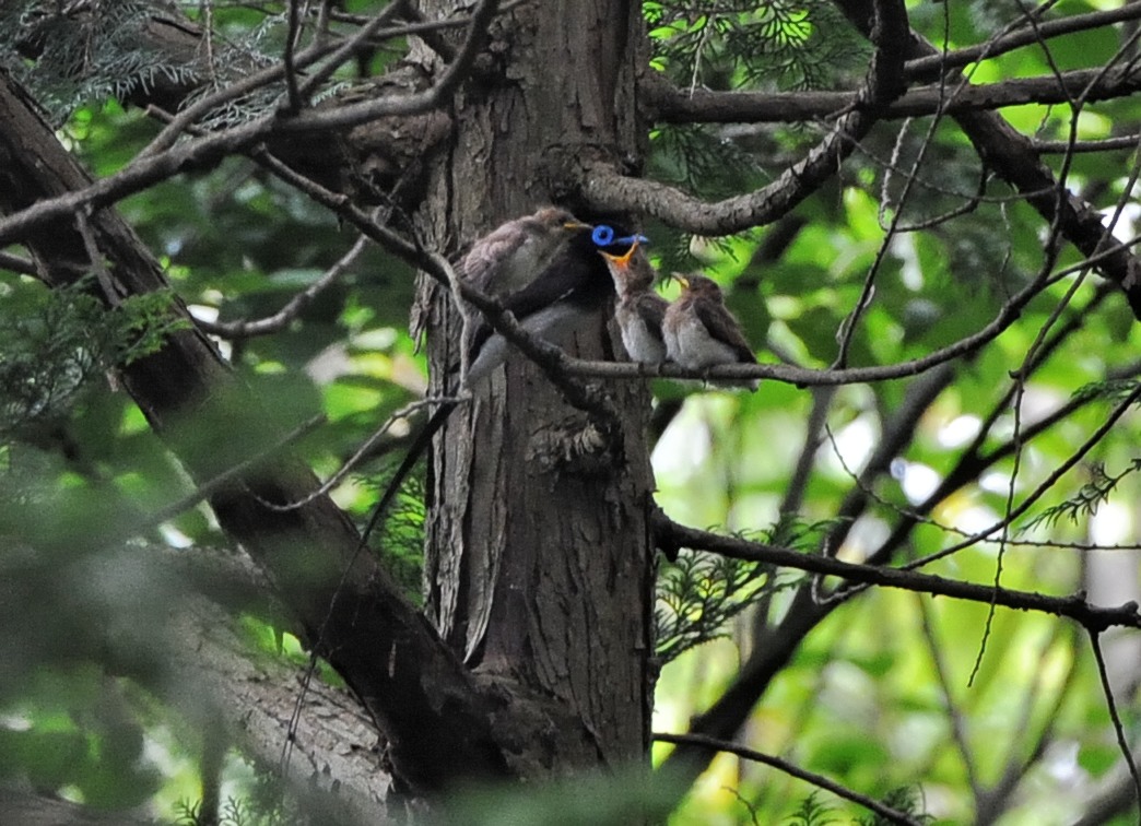 サンコウチョウと雛_c0205858_15505813.jpg