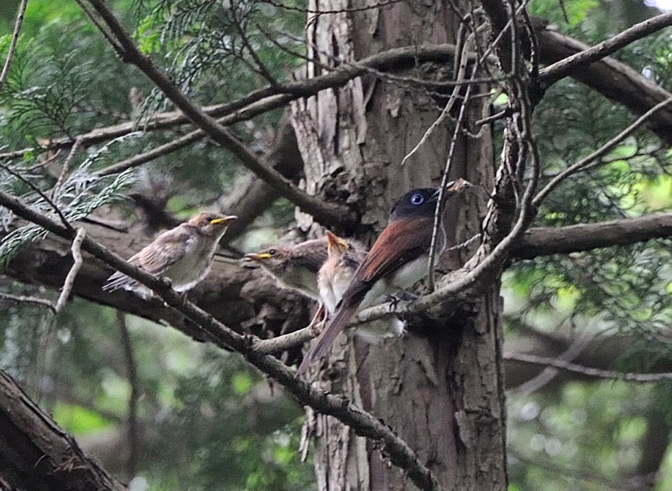 サンコウチョウと雛_c0205858_15542099.jpg