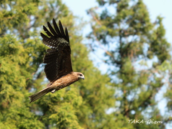 Black Kite_d0112258_2244239.jpg