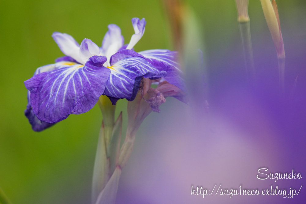 水元公園の葛飾菖蒲まつり その２_a0248663_12265275.jpg