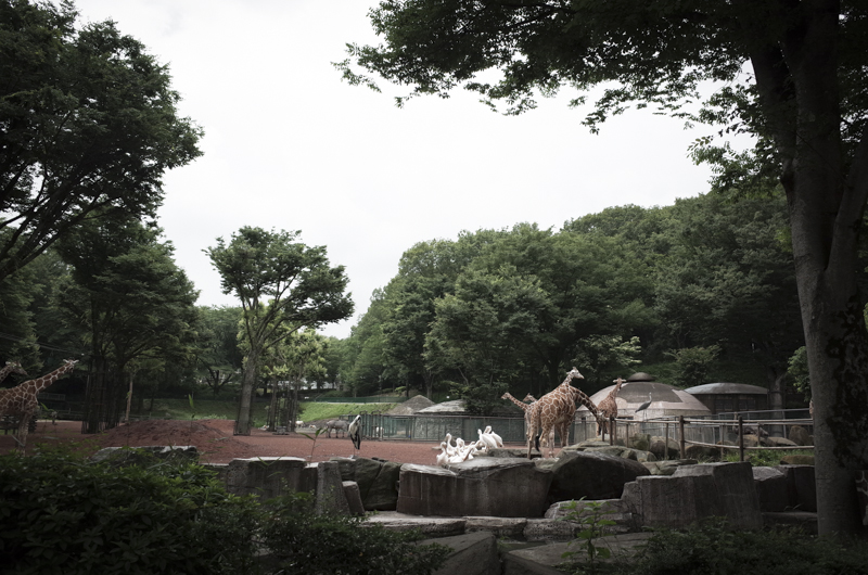 多摩動物公園  [6.15] 　―トラを探しに―_b0122664_1204526.jpg