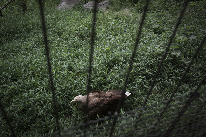 多摩動物公園  [6.15] 　―トラを探しに―_b0122664_1212584.jpg