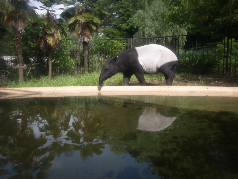 多摩動物公園  [6.15] 　―トラを探しに―_b0122664_128304.jpg