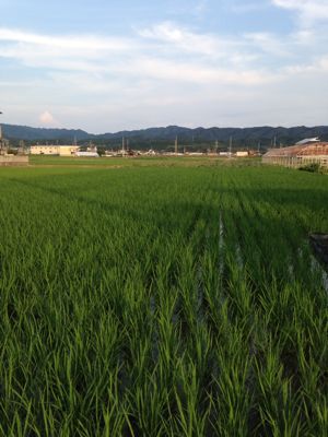 田んぼと夕焼け。_e0136066_18534966.jpg