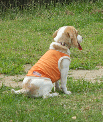 d0152869_2220098.gif