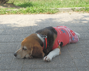 d0152869_2229014.gif