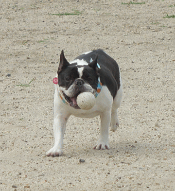 d0152869_2246387.gif