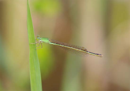 分布拡大_e0167571_10333362.jpg