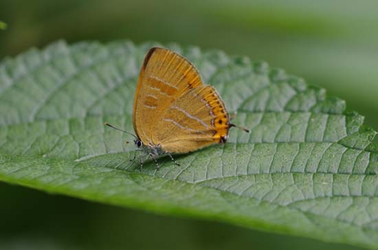 分布拡大_e0167571_10345089.jpg