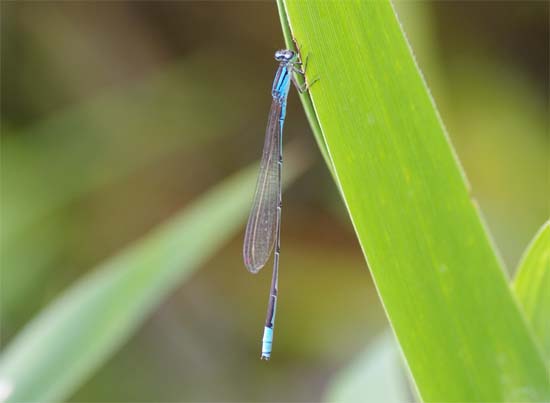 分布拡大_e0167571_1034825.jpg