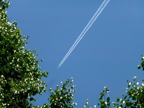 ハマナス と 飛行機雲（contrail）_d0084473_21185195.jpg