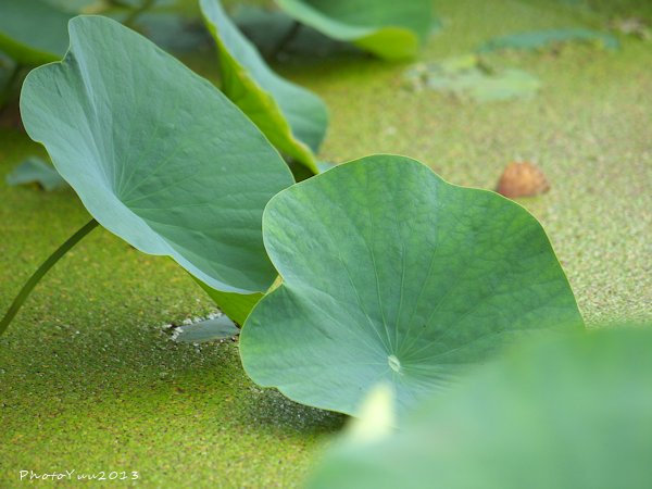 千葉公園・・1）大賀ハス_b0078874_16311780.jpg