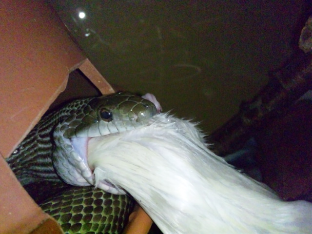 ラット祭り その１ アオダイショウ 大 の場合 自由なb型でごめんなさい