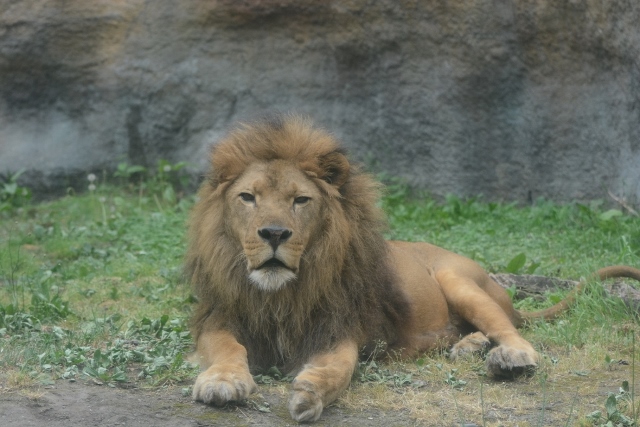 ２０１３年６月　旭山動物園　その１（３日目）_a0052986_20503367.jpg