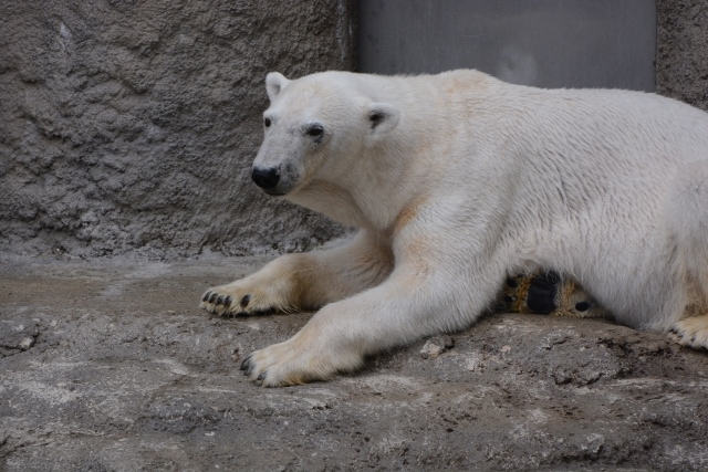 ２０１３年６月　旭山動物園　その１（３日目）_a0052986_21472829.jpg