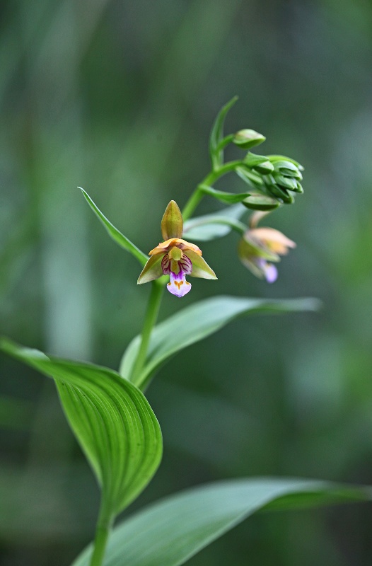 カキラン_f0000789_11421056.jpg