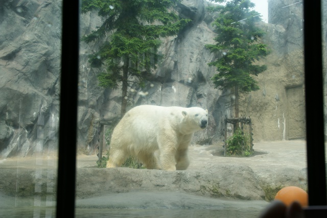 藤田八束の動物大好き、旭山動物園で楽しい動物たち、藤田八束と旭山動物園、頑張れタイガースの星藤波投手_d0181492_20505327.jpg