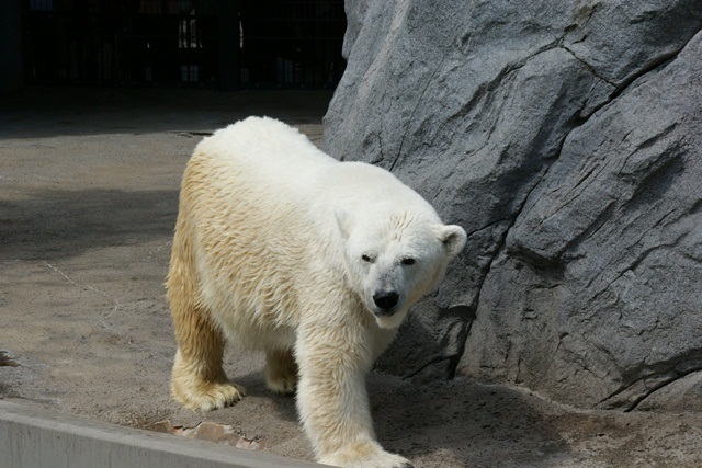 藤田八束の動物大好き、旭山動物園で楽しい動物たち、藤田八束と旭山動物園、頑張れタイガースの星藤波投手_d0181492_2050549.jpg