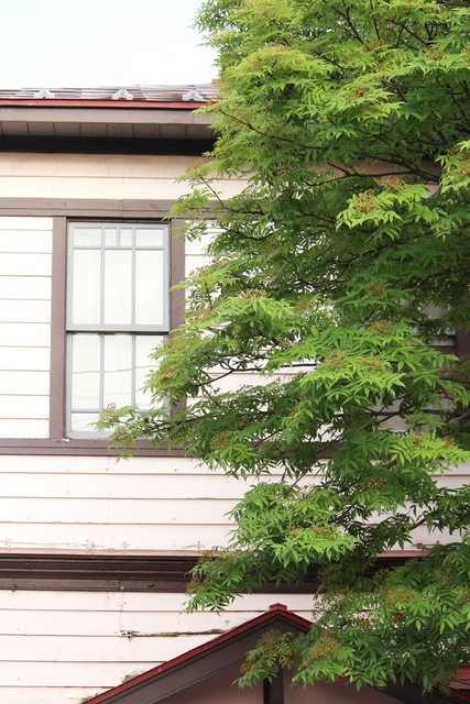 若葉と街並_a0158797_01936.jpg