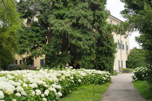 イタリアの紫陽花プライベート庭園① ✿ Ortensie_b0246303_19164923.jpg