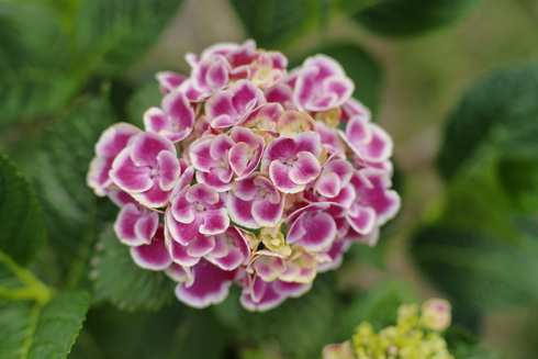 イタリアの紫陽花プライベート庭園① ✿ Ortensie_b0246303_19361921.jpg