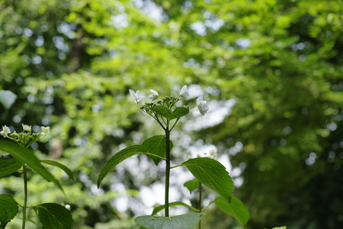 イタリアの紫陽花プライベート庭園① ✿ Ortensie_b0246303_2002555.jpg
