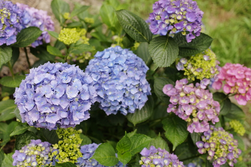 イタリアの紫陽花プライベート庭園① ✿ Ortensie_b0246303_2012514.jpg