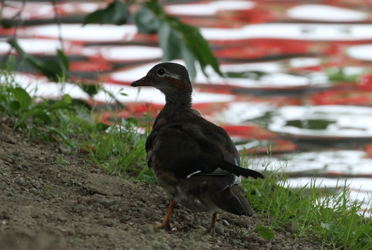 6月29日　弘前公園・岩木川探鳥会_e0327805_4463167.png