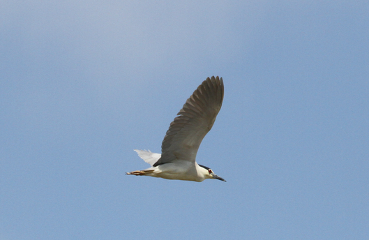 6月29日　弘前公園・岩木川探鳥会_e0327805_54213.png