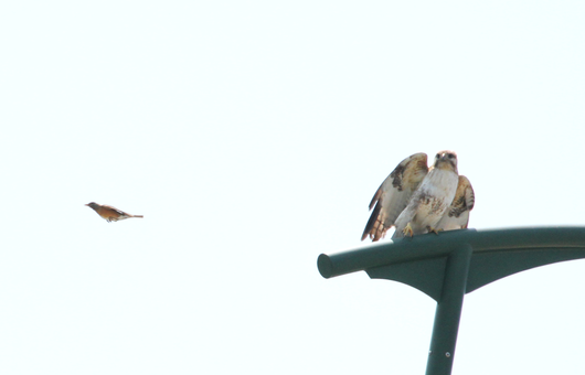 6月29日　弘前公園・岩木川探鳥会_e0327805_7151363.png