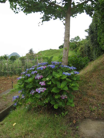 紫陽花のある風景☆ﾟ+｡*ﾟ¨_d0135908_850274.jpg