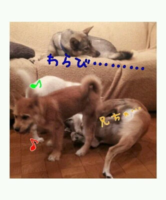 室内保育スタート♪_b0207320_13211036.jpg