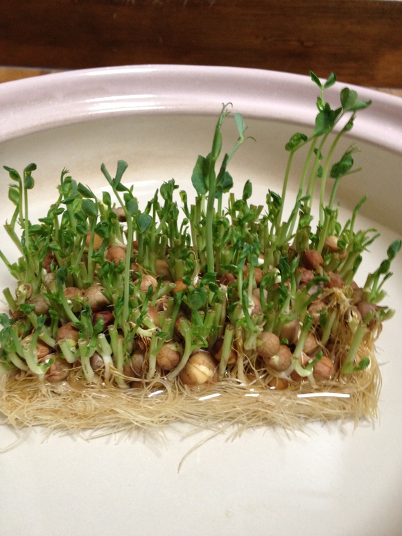 第35回 豆苗を育てよう_d0237121_130140.jpg
