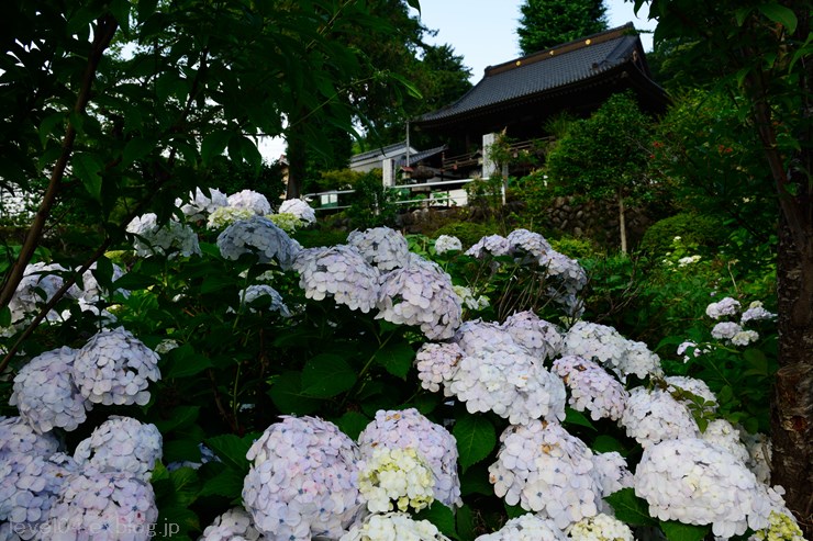 秩父札所12番 野坂寺 ～紫陽花～_d0319222_9134072.jpg