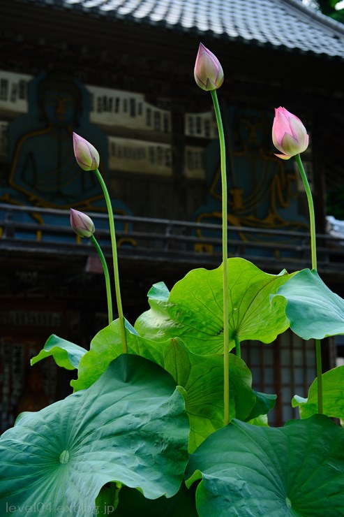 秩父札所12番 野坂寺 ～紫陽花～_d0319222_9134434.jpg