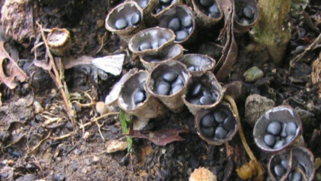 e0276823_2152179.png