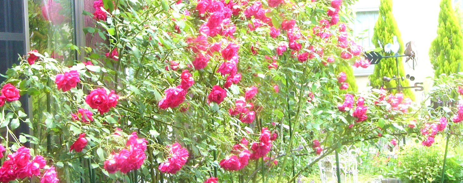 a0146024_843389.jpg