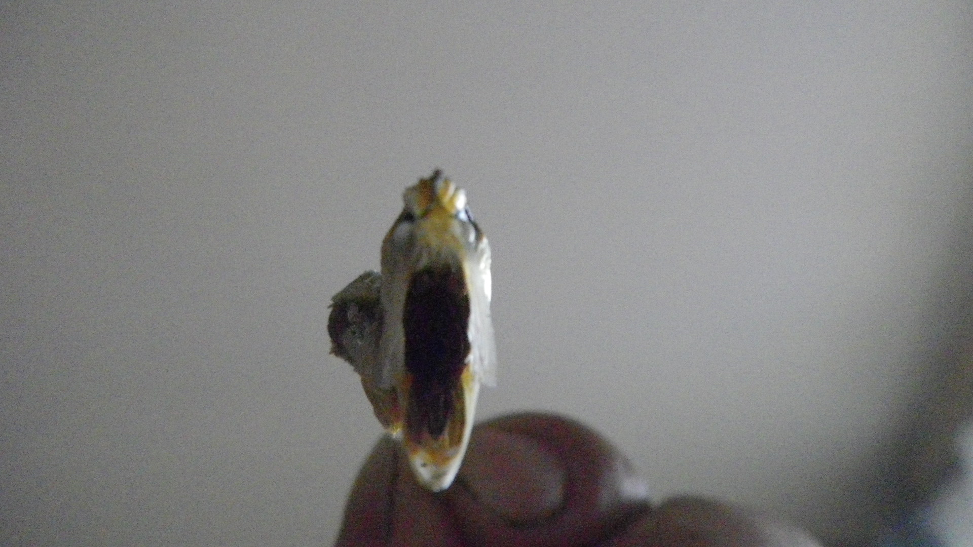 e0180332_8391150.jpg