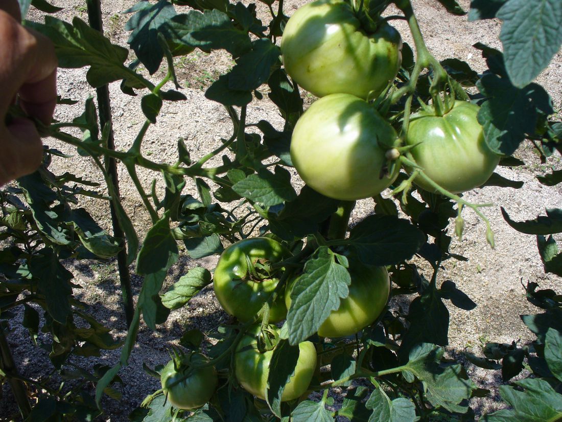 f0275632_2355985.jpg