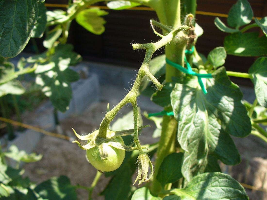 f0275632_2373060.jpg