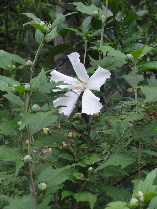 花壇の草取り（6月30日、日）_c0147935_20441099.jpg